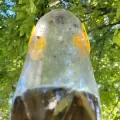 CATCHIX - CAPCANĂ PENTRU INSECTE DE GRĂDINĂ